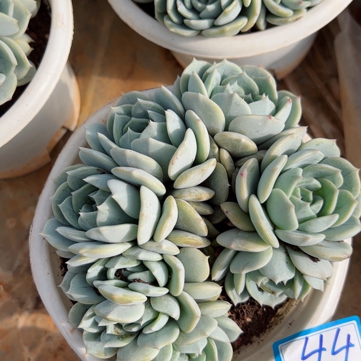 44劳林平平安安健健康康