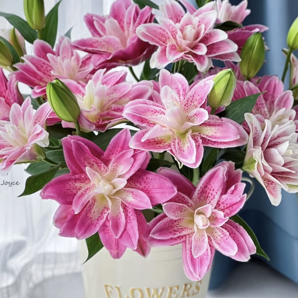 新品【S3】重瓣大花浓香种球22/24周长大四季可种阳台庭院种植耐寒