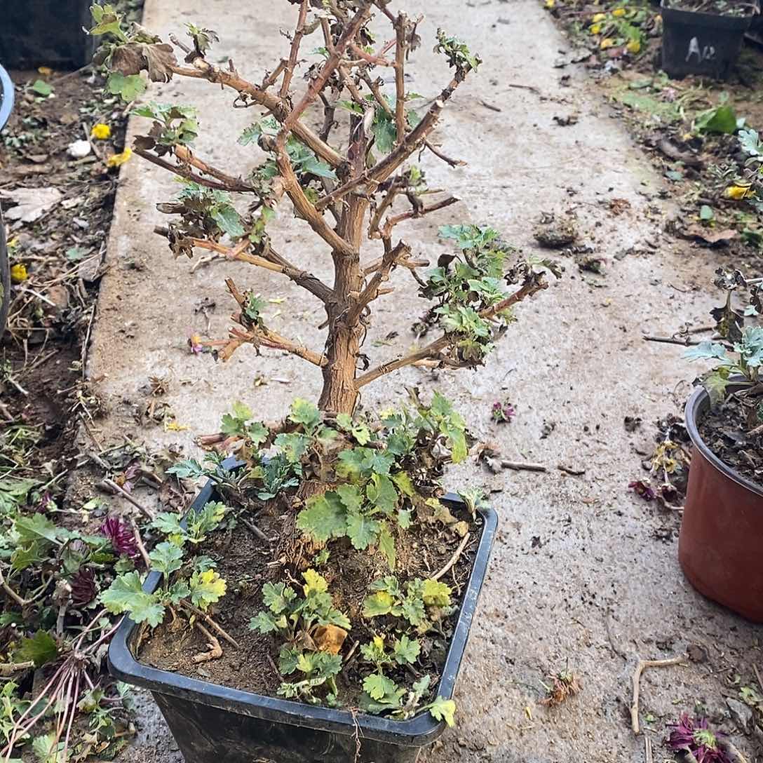 馨***姐完全开放盆景菊花