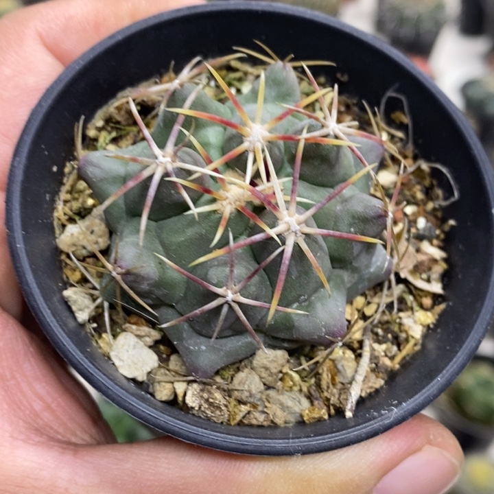 实生大红鹰特价福利2