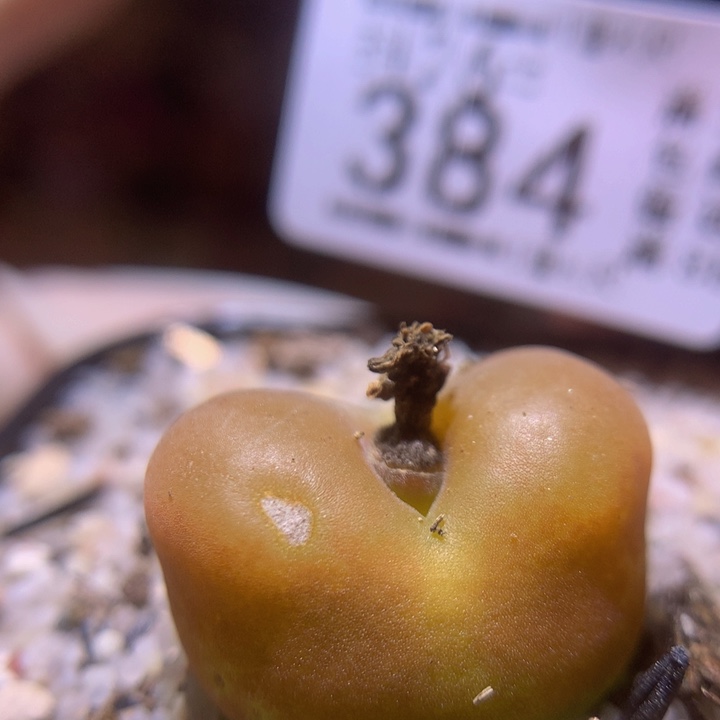 精品生石花26.384