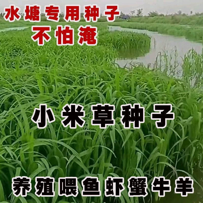 小米草种小龙虾养殖草植物种草鱼耐高温耐水淹四季雀叶稗草籽子