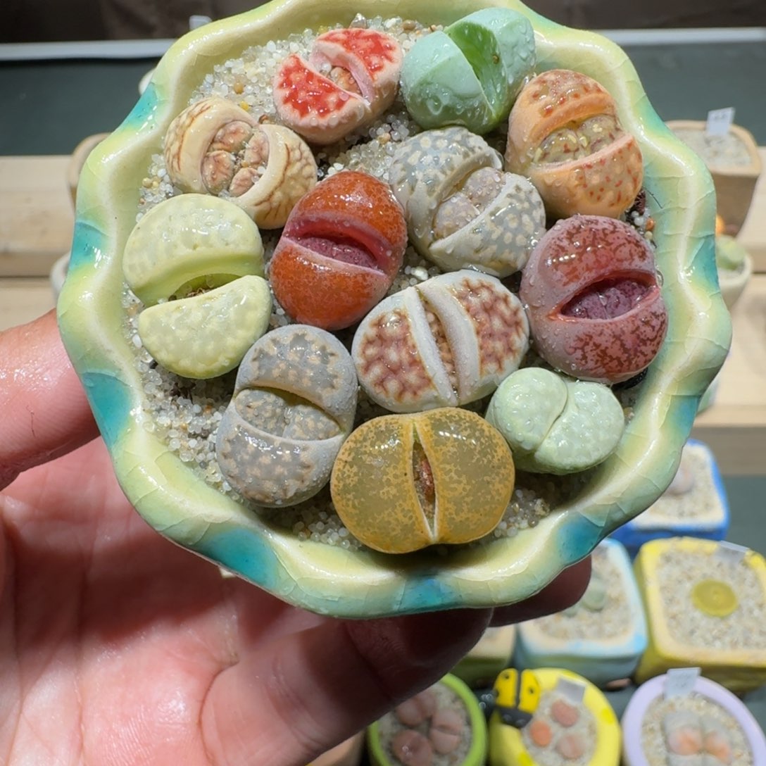 红陶蘑菇1117彩拼