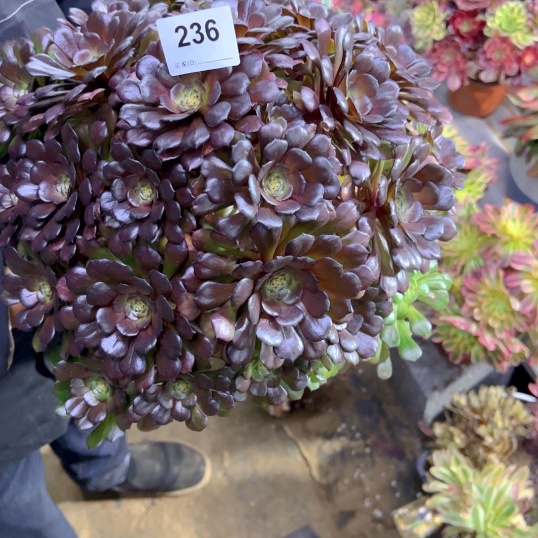 黑暗萝莉大美236