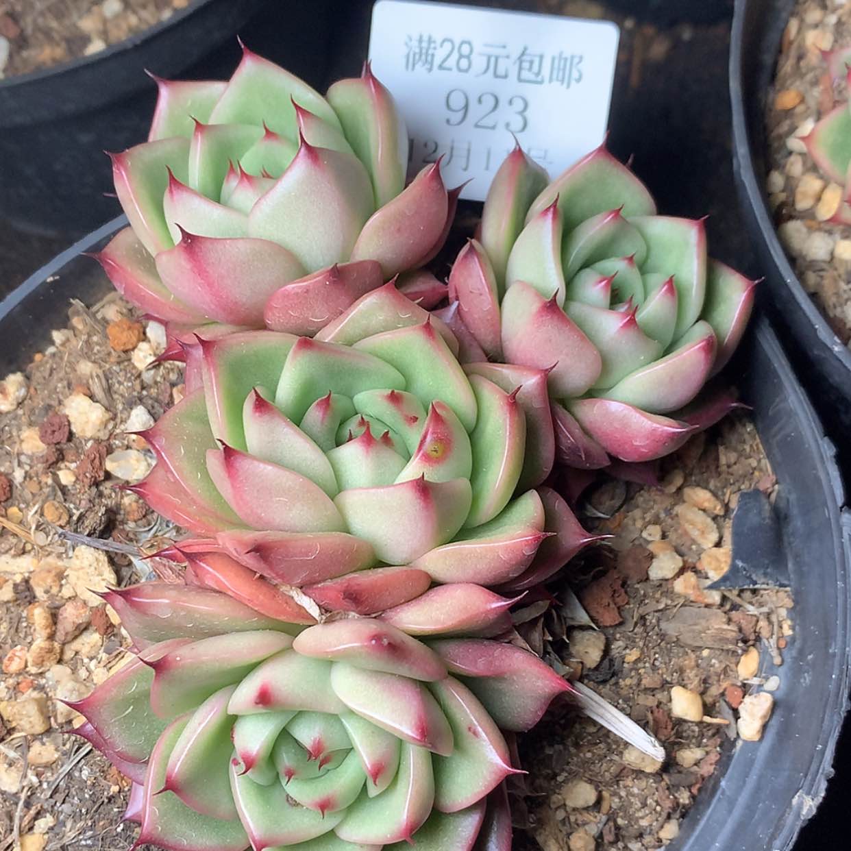 【闪购商品】云923号