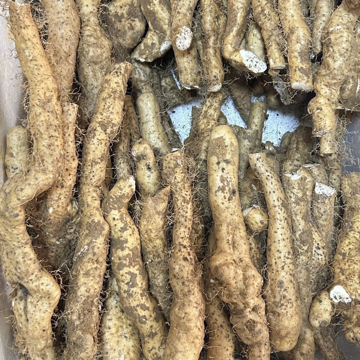 5贵州高山农家新鲜现挖山药口感粉糯