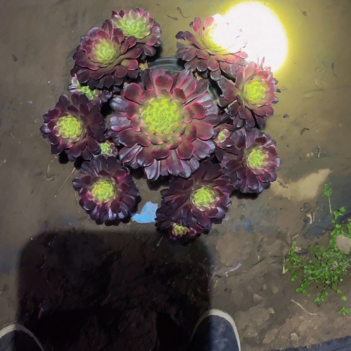 多肉植物黑金刚28号