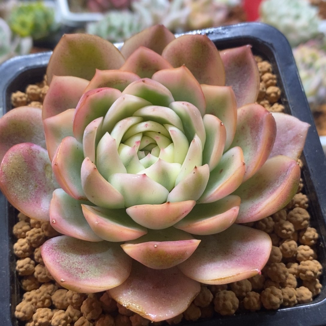 韩水晶锦 多肉植物