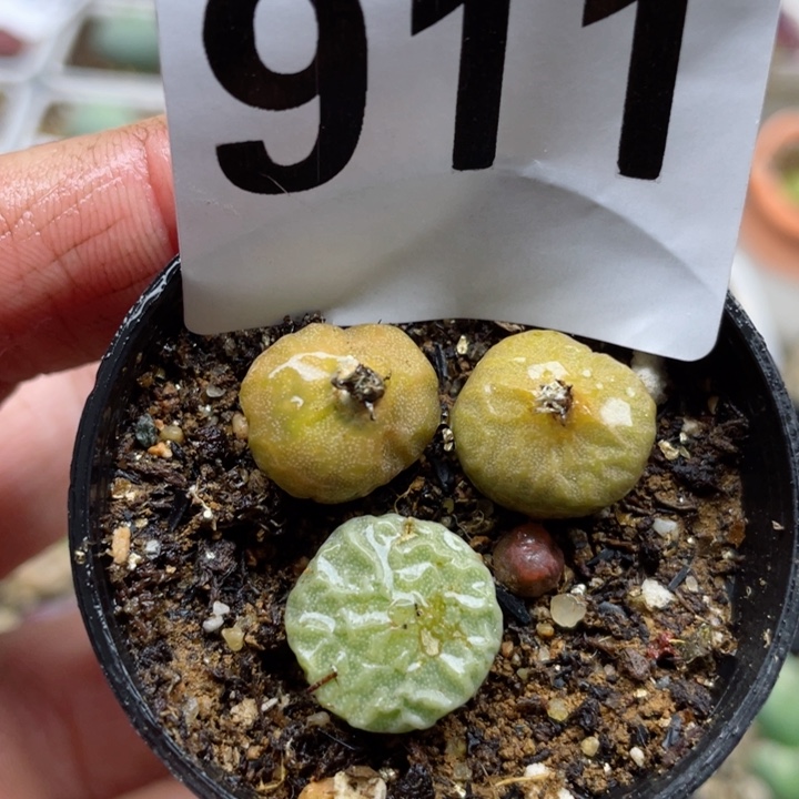 911母本烧麦带盆