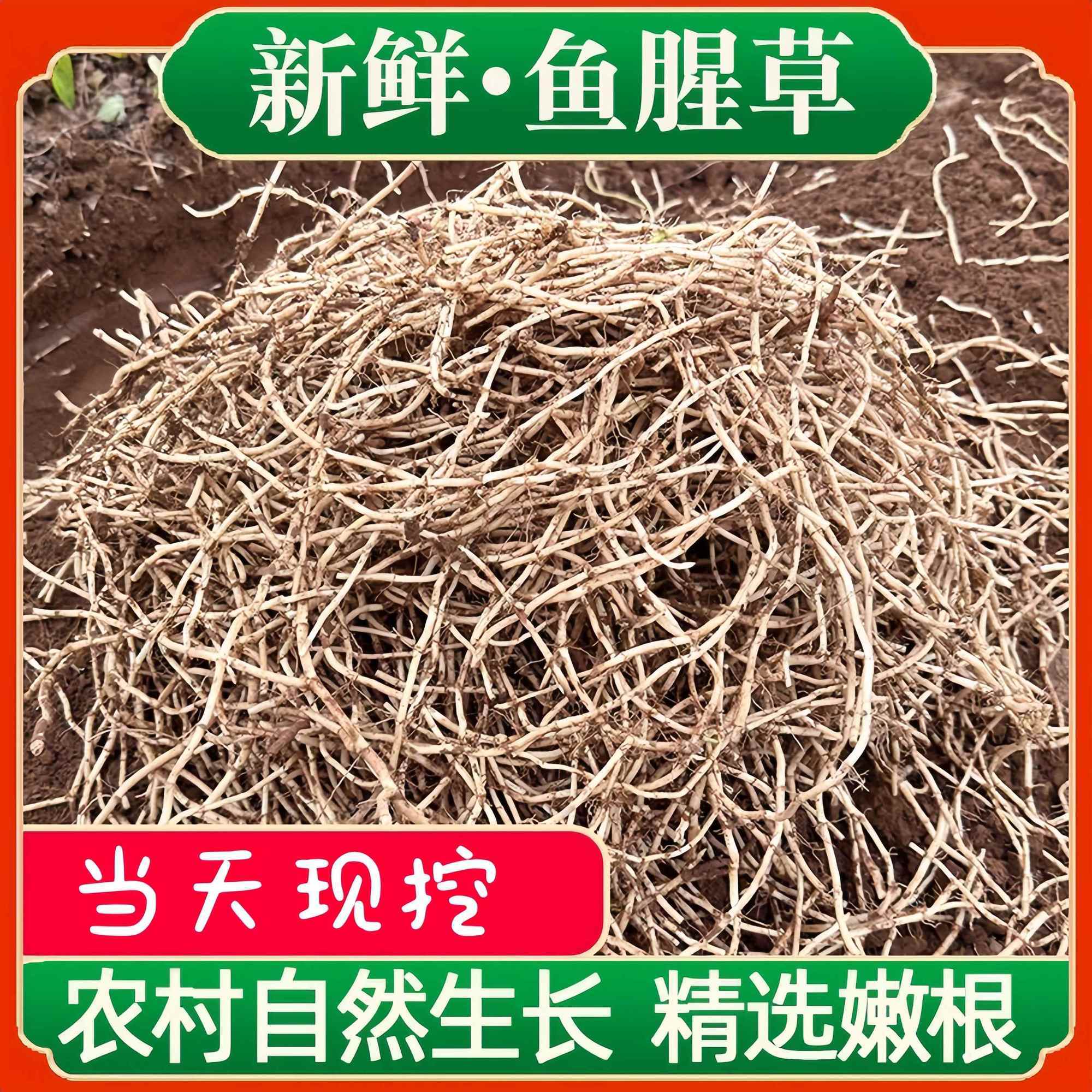 贵州农家现挖带泥新鲜鱼腥草折耳根嫩根凉拌菜