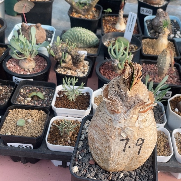 淡***季552产地巨凤之卵块根