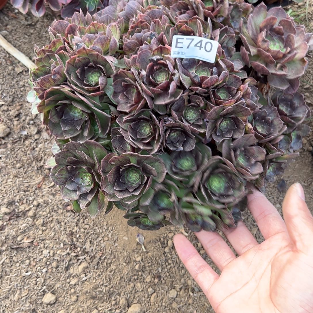 740黑魔多肉植物法师多肉