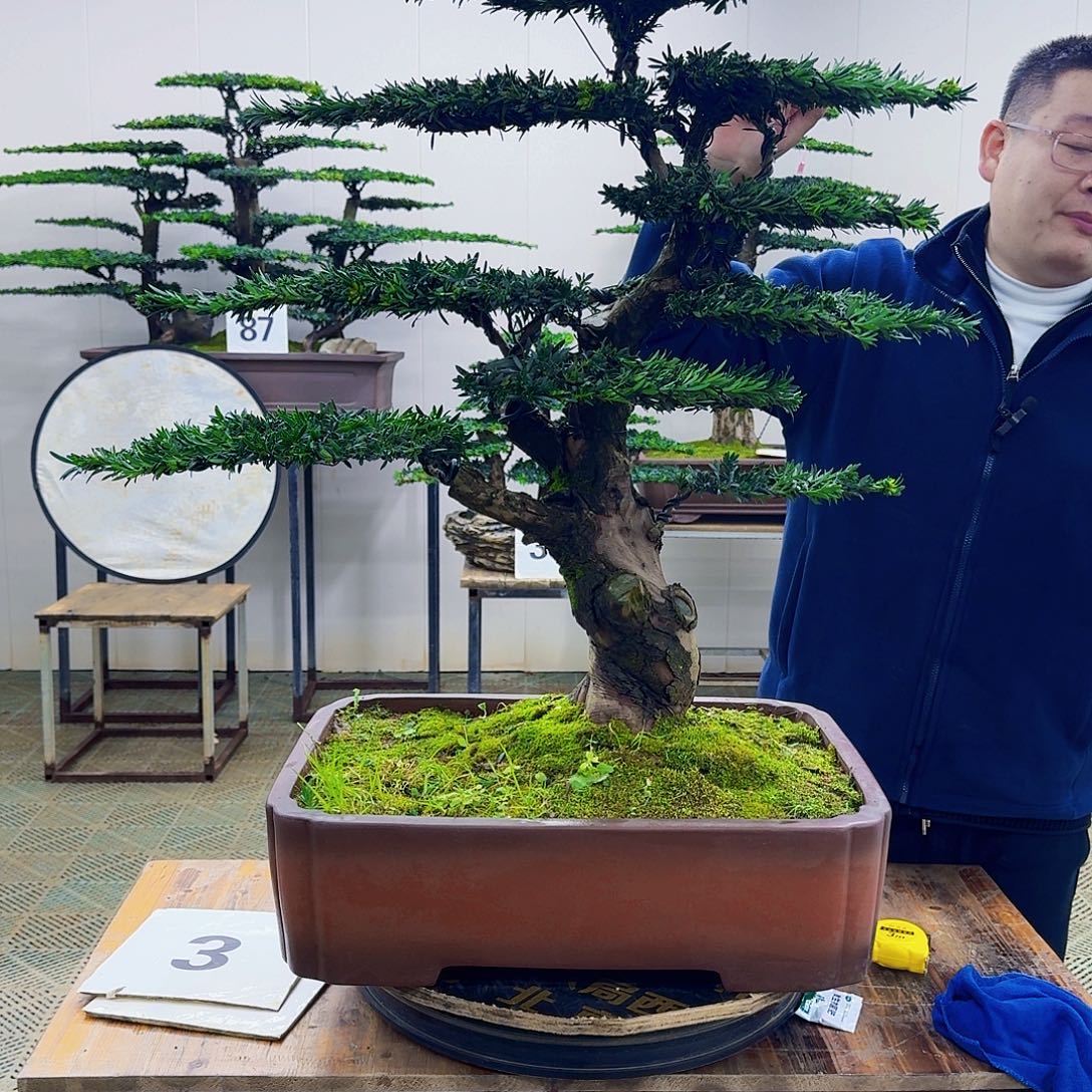 无花朵米叶罗汉松造型盆景