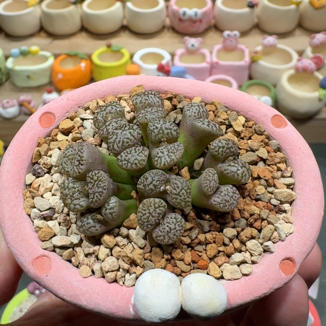 蘑菇1184豹纹鸟哈尼多肉植物