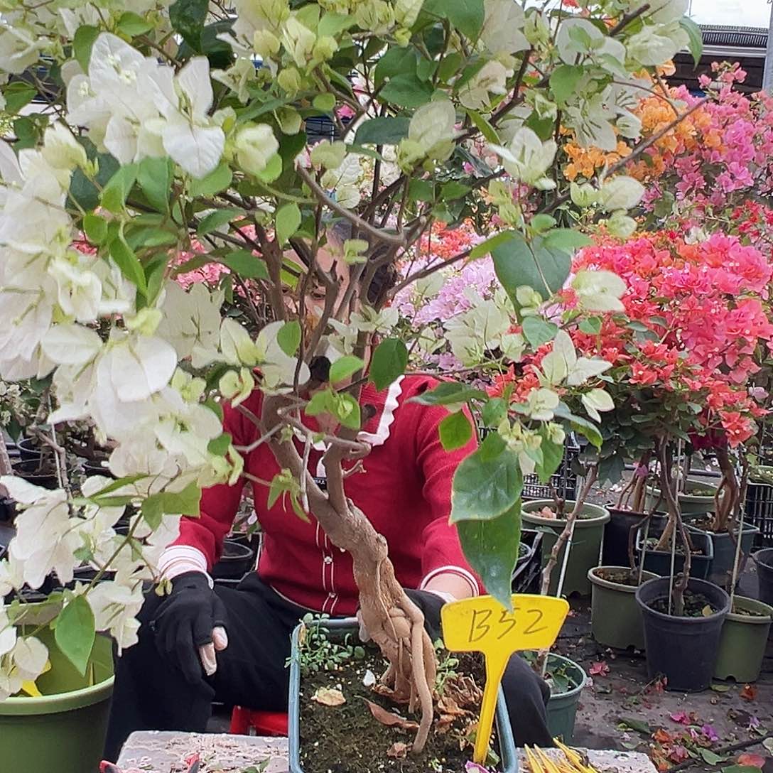 小***6大部分花苞少量开放B52广红樱