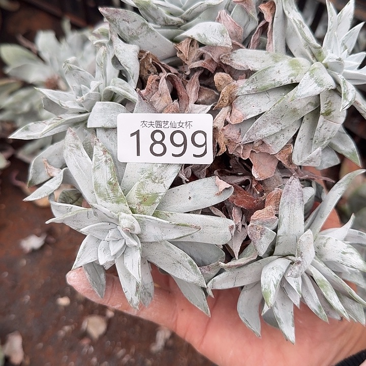 原种籽播仙女杯多肉福利瑕疵处