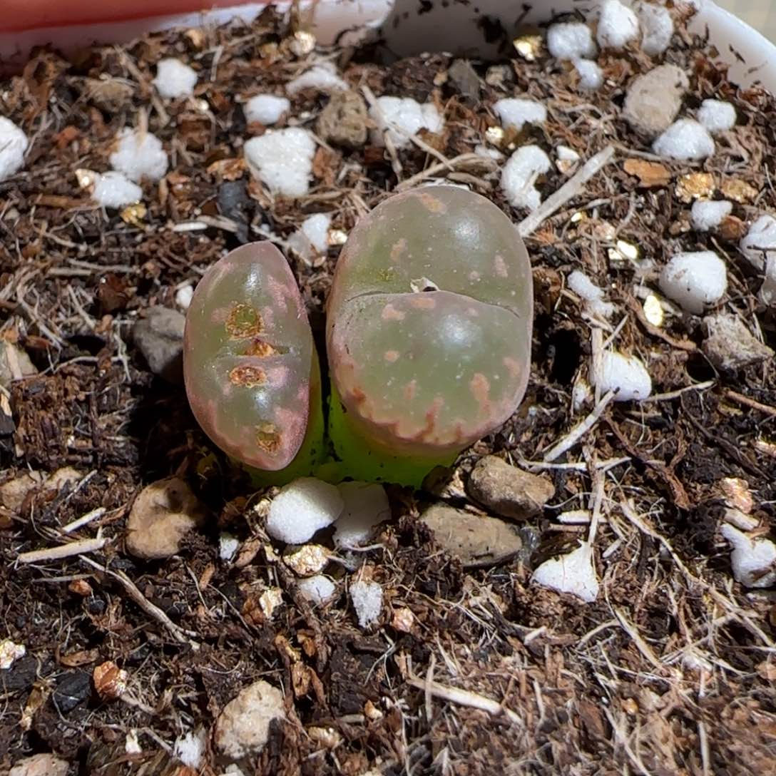 z****肉锥多肉植物组合-爱心勋章281有疤