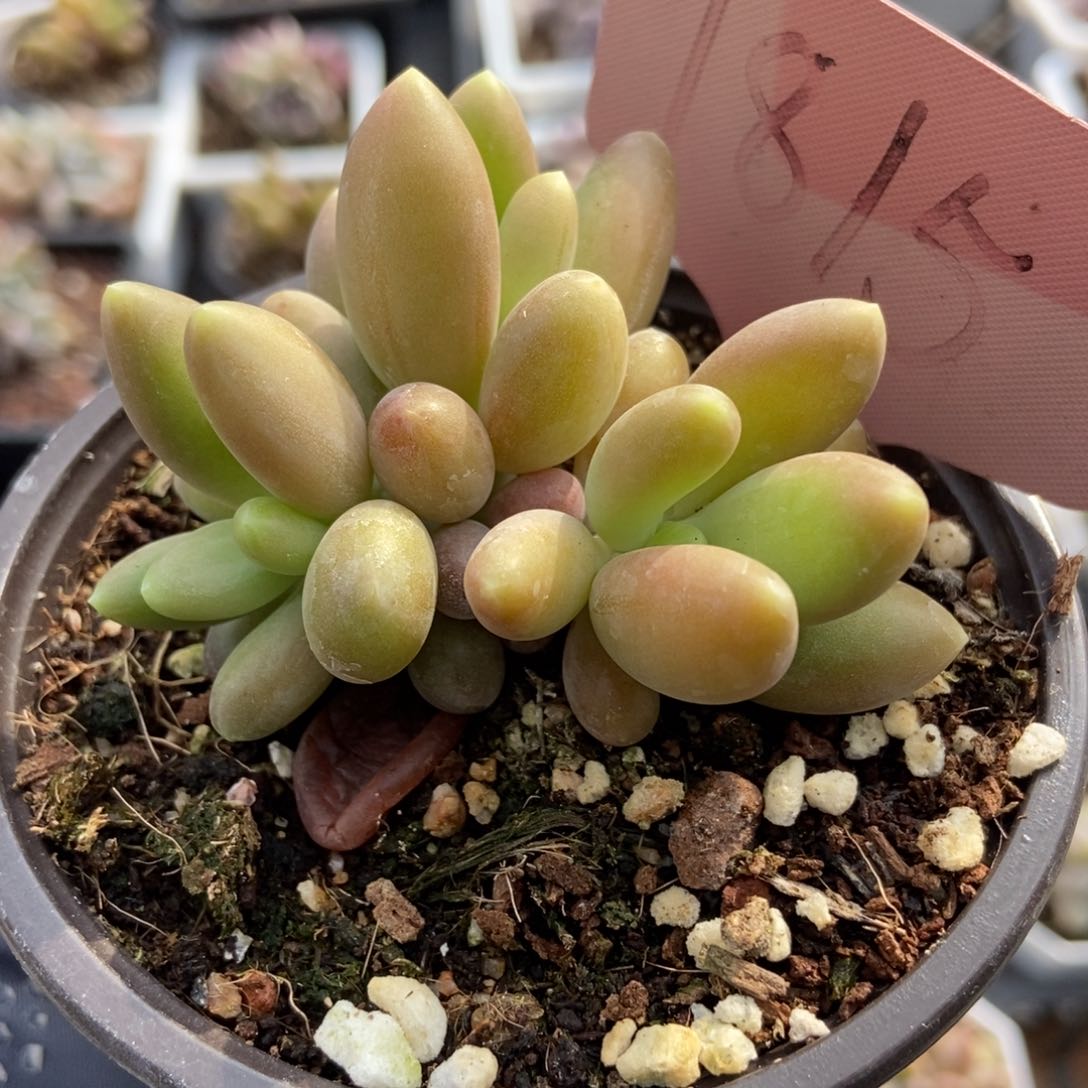 1815芒果美人多肉植物保护^_^