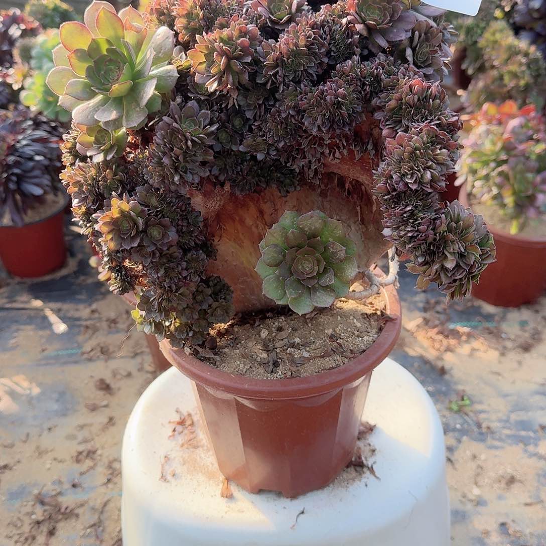 022万缀朵朵一颗呀