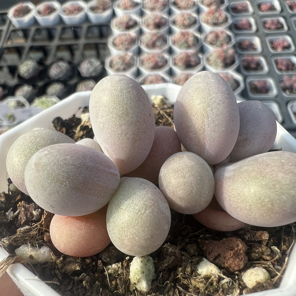 蛋黄奶精品多肉植物