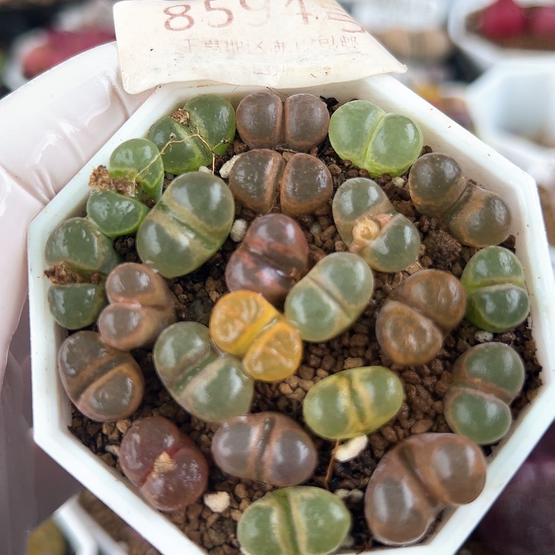 好养易活生石花大母本8594