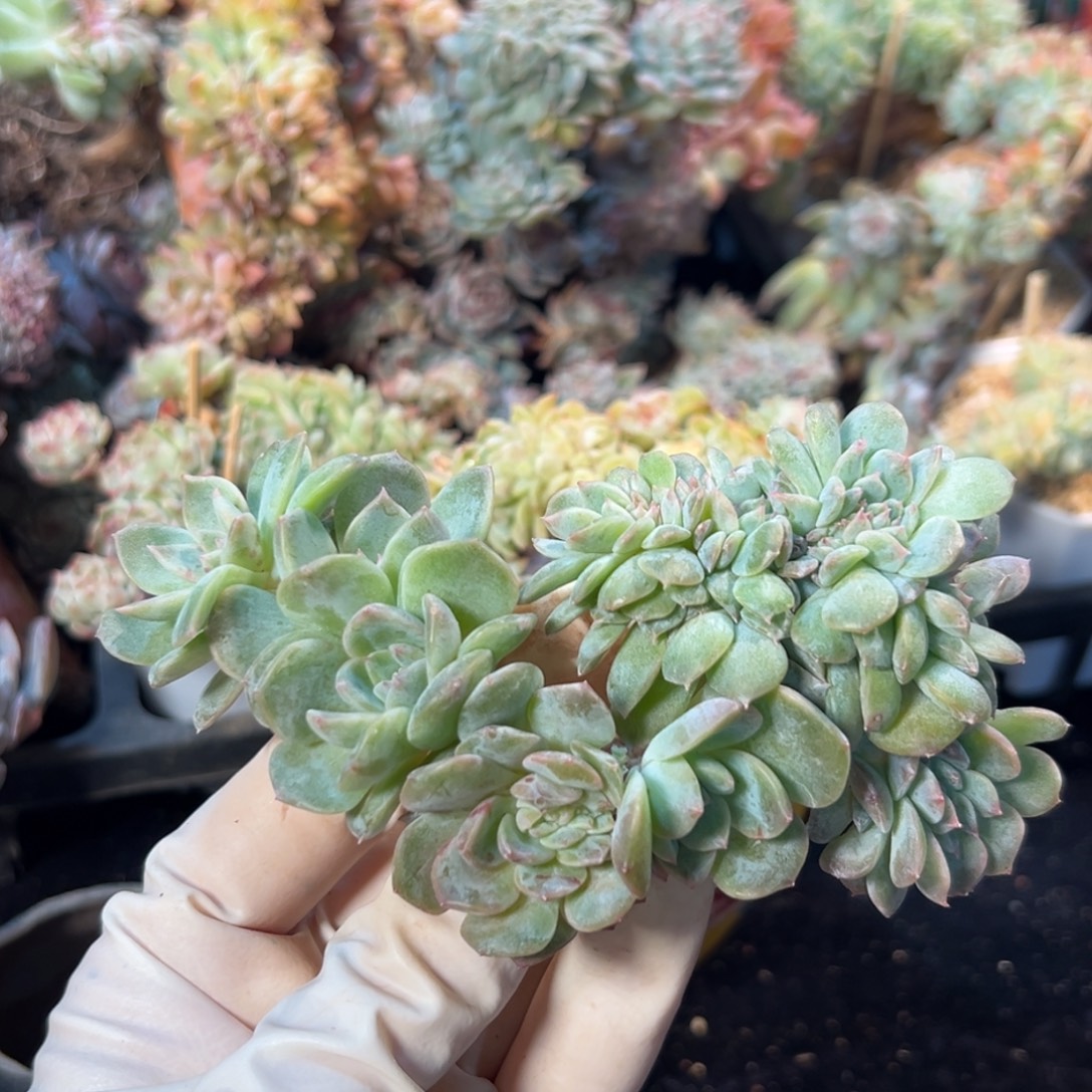 新年快乐 新年快乐