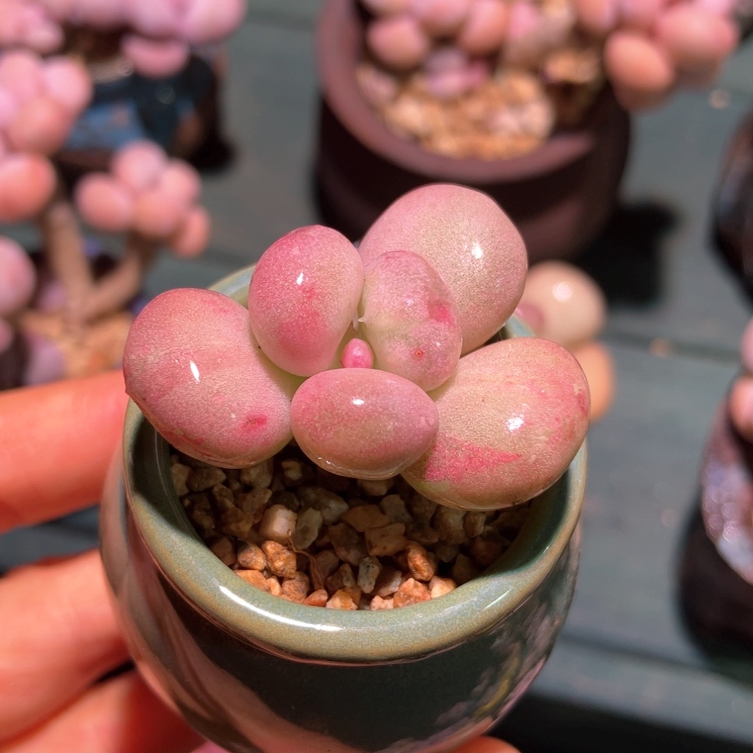 油煎丸子一物一拍