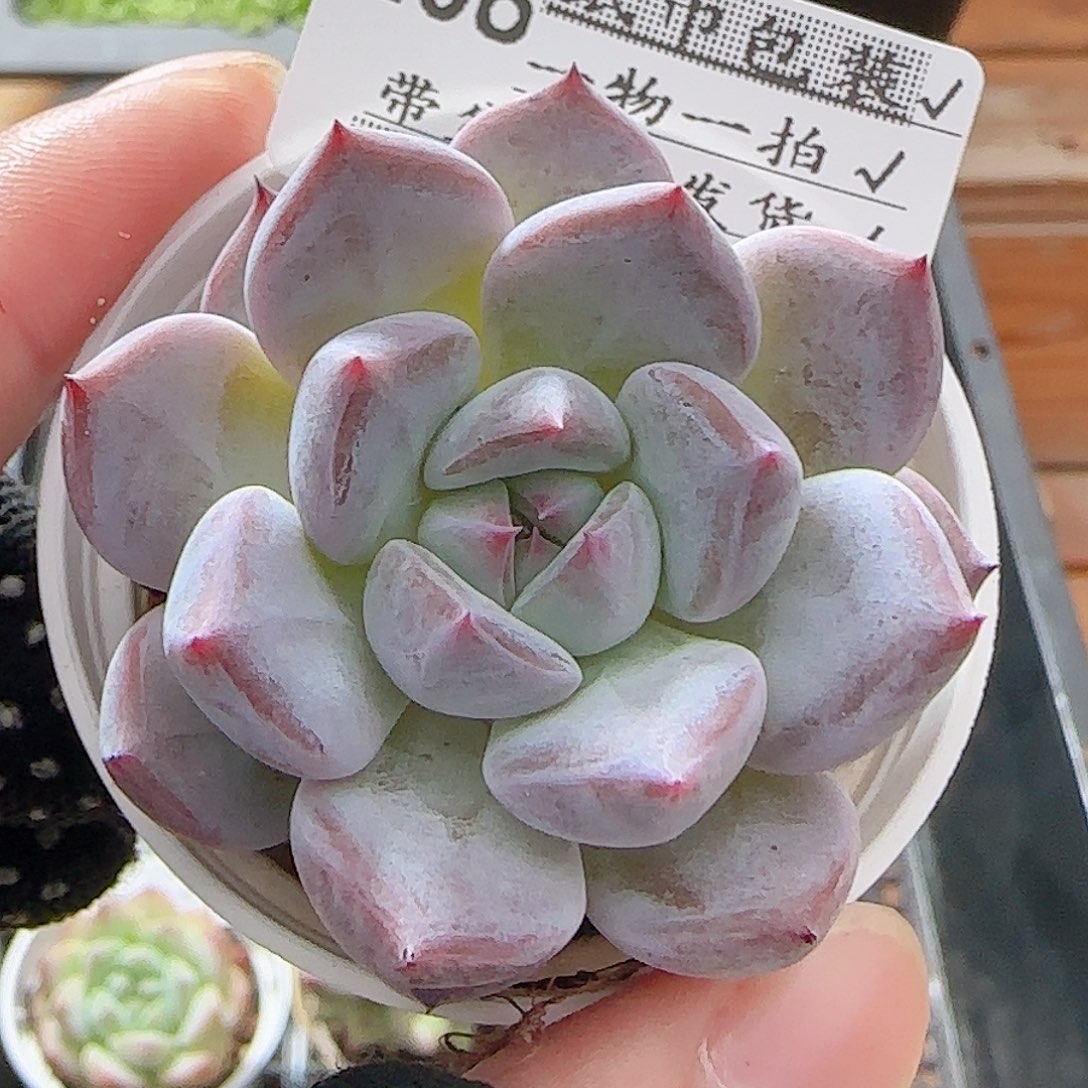 多肉0816-208暗纹系