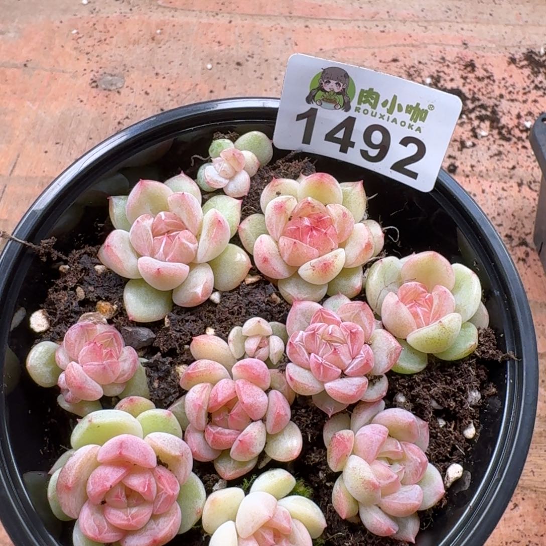 蓝***田多肉植物多肉植物