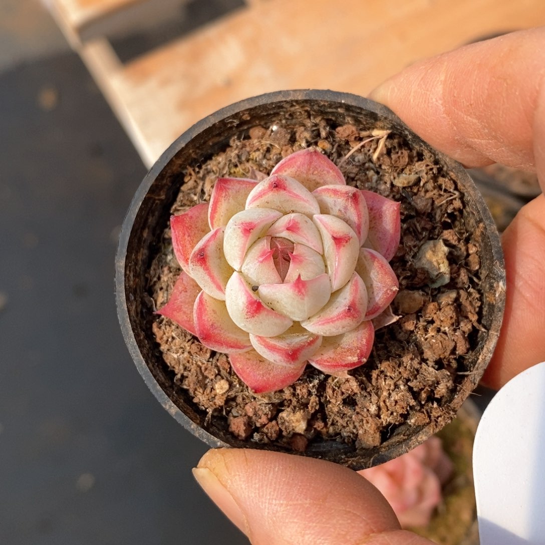 精品多肉一物一拍不包整245