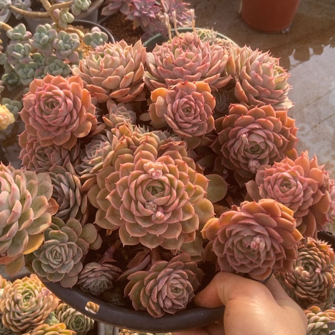 昂斯洛多肉多肉多肉