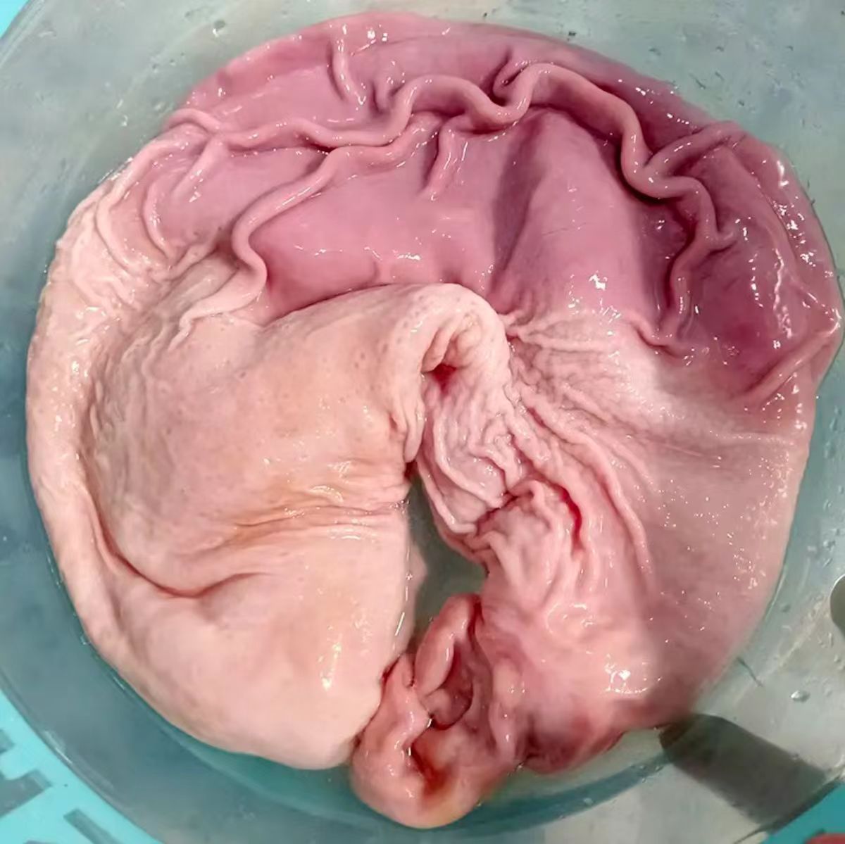后味熟食土猪（内脏）顺丰包邮生鲜