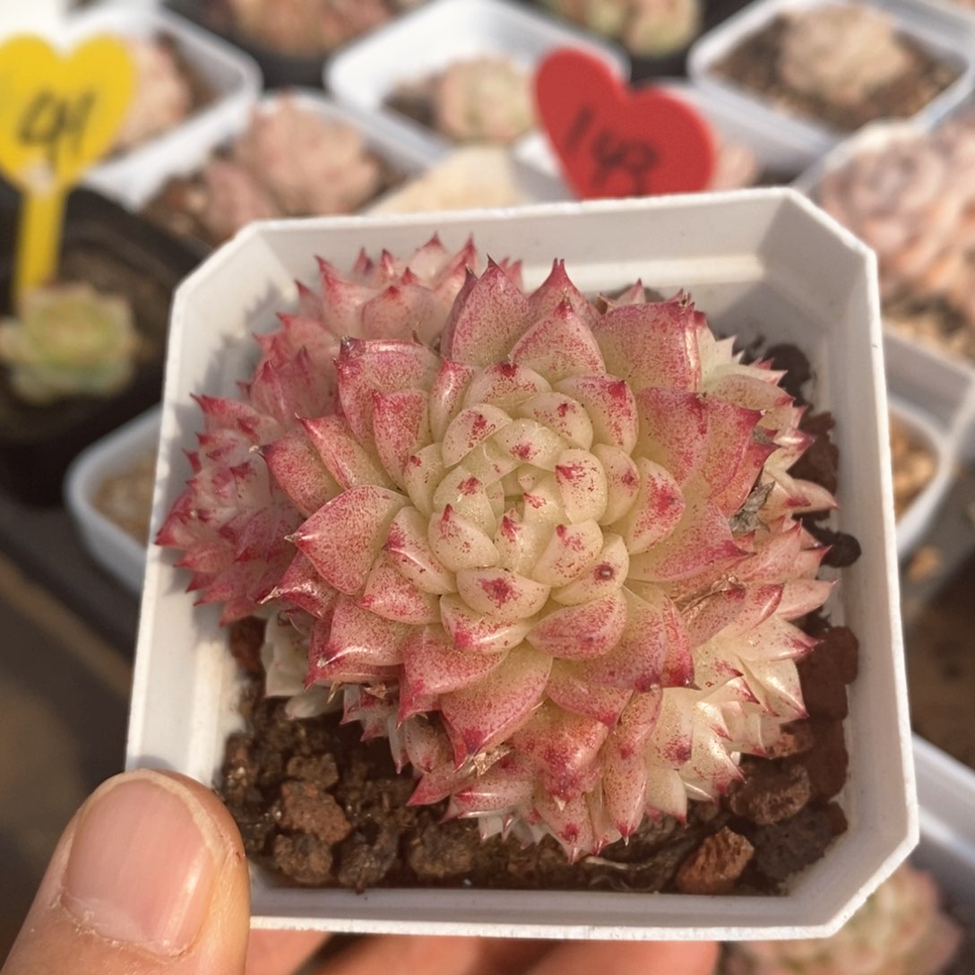 精品多肉一物一拍不包整6