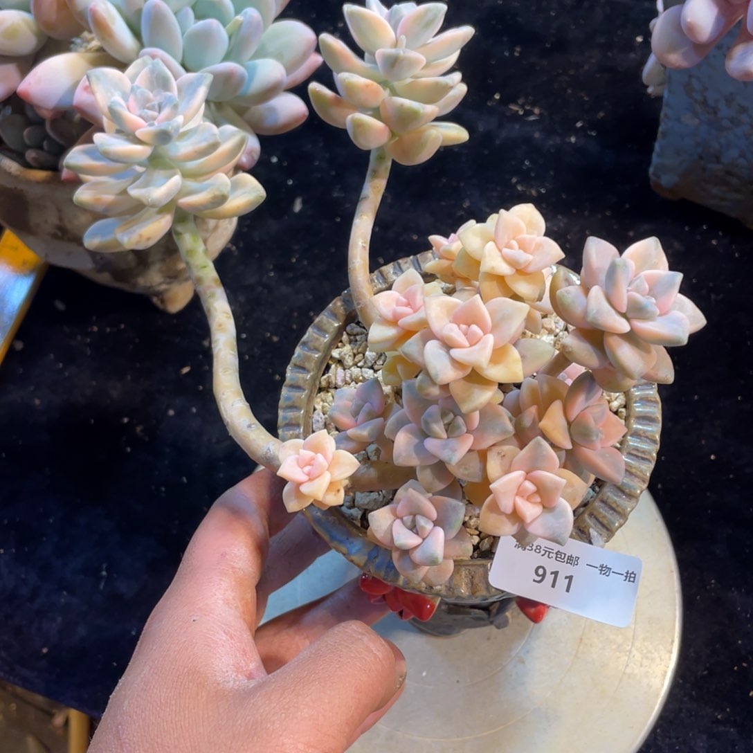 911美杏锦多肉植物