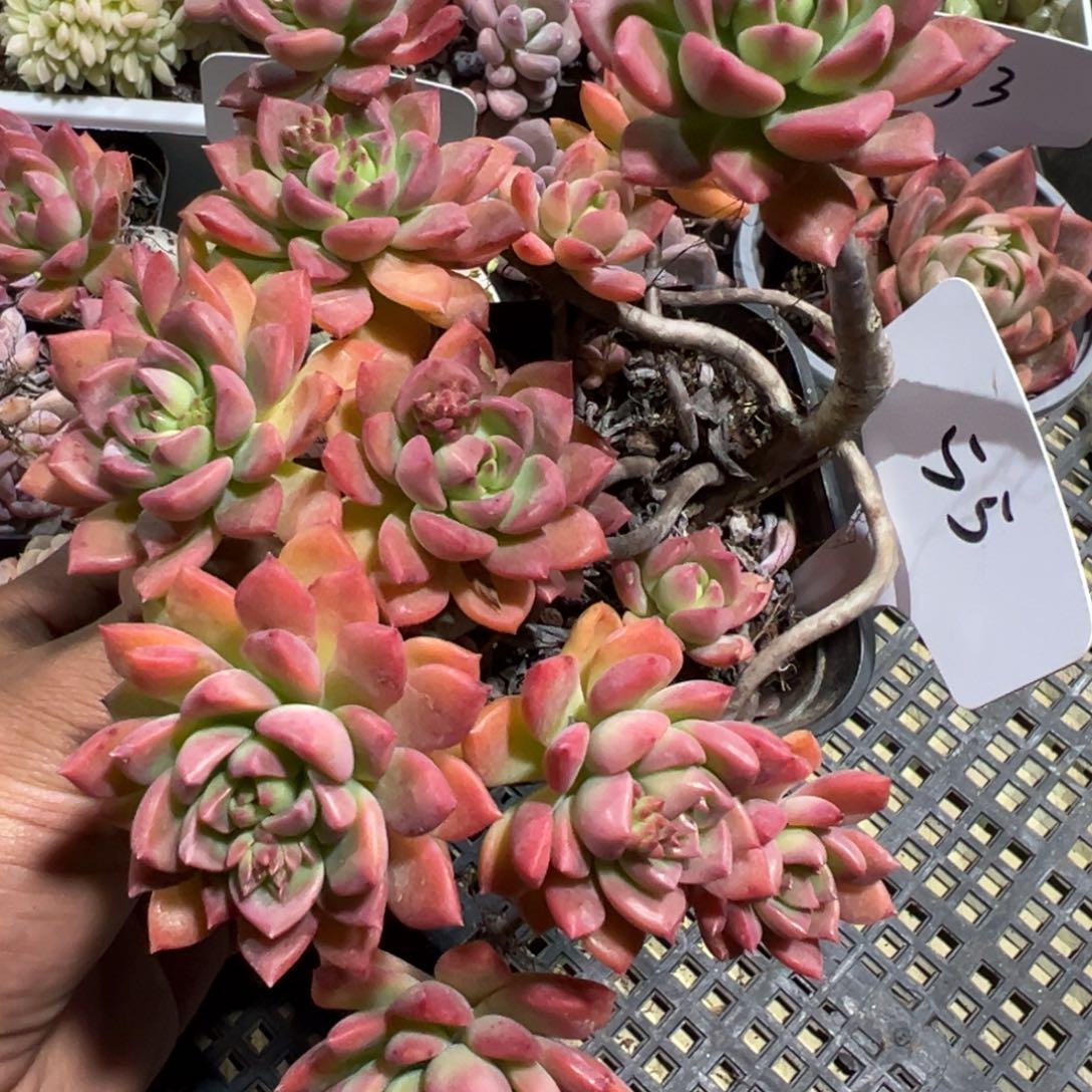 多肉植物多肉植物