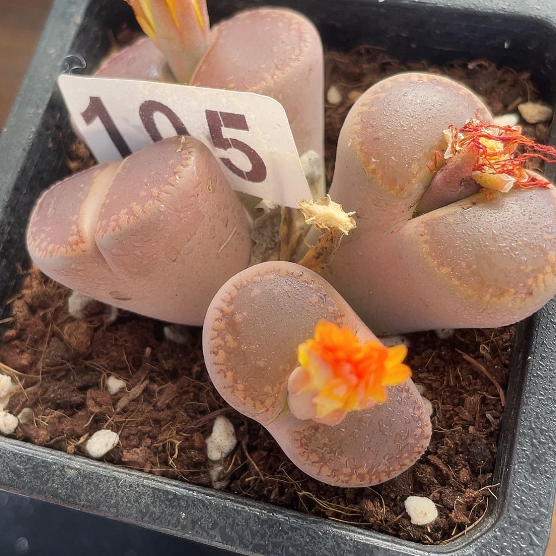生石花一颗105:生石花