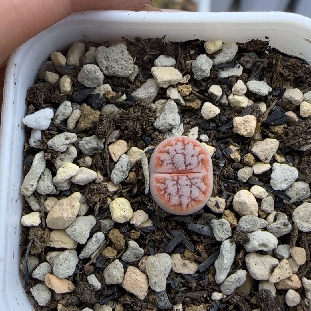 二蜕苗雪岚荒大棚直播