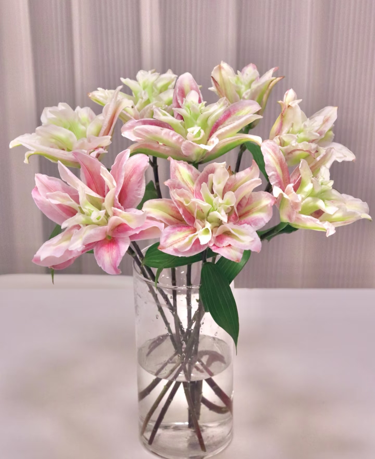 {娟娟优选}挑花妖  变色重瓣百合