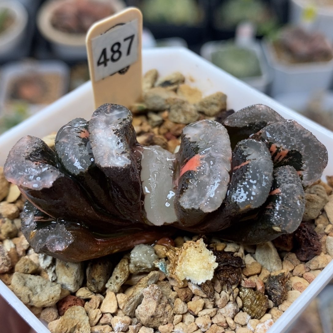 487浮藻玉扇锦一物一拍