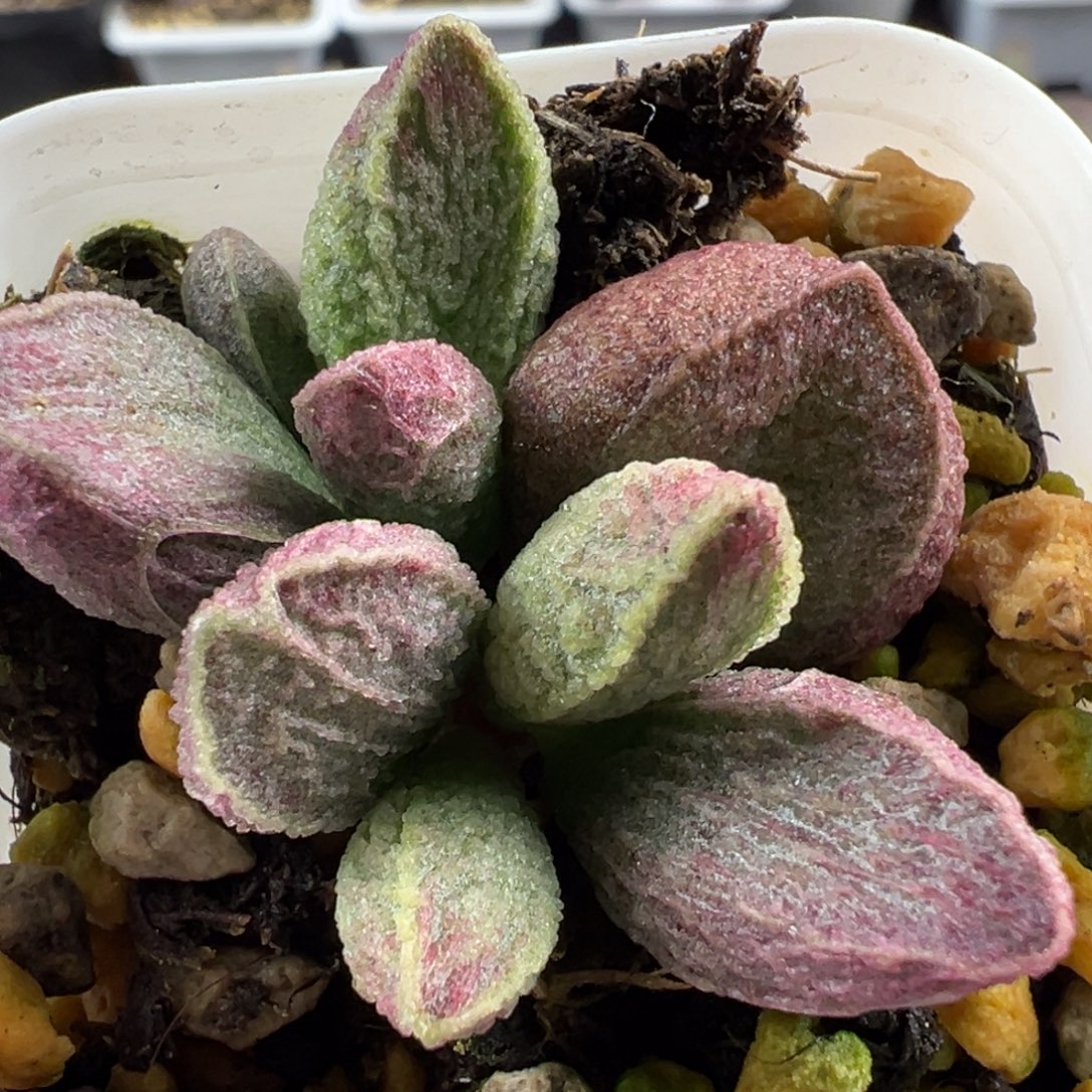 粉色竖条纹实生新品大苗