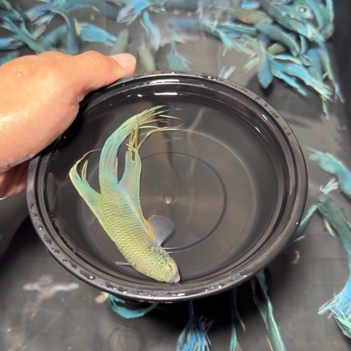 小***子斗鱼直播间对图无纹蓝19