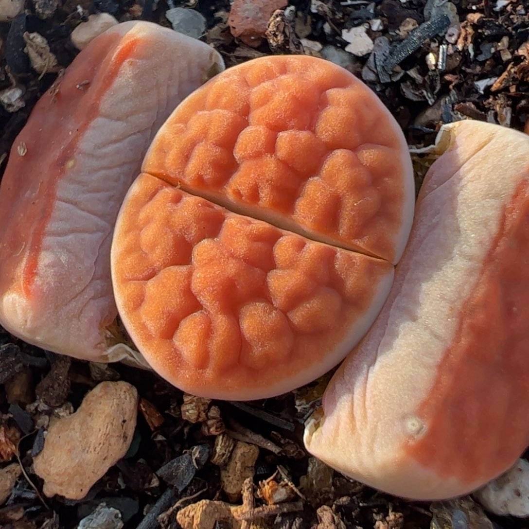 净窗冰橙多肉植物