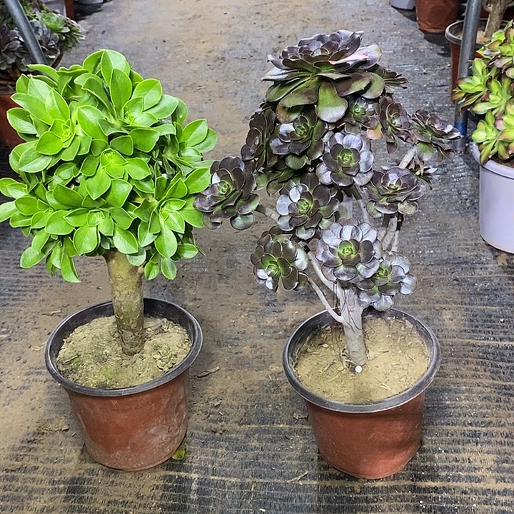 23，2棵145678999990