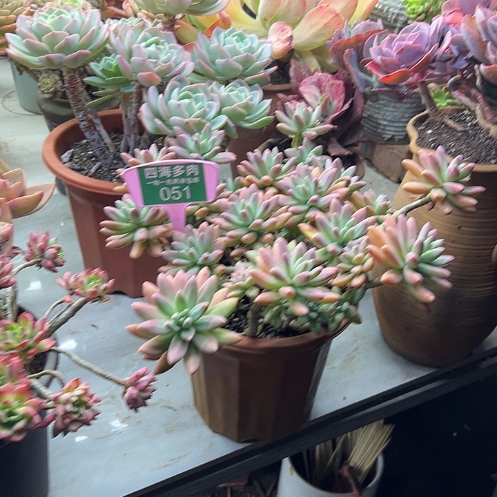 清***雅秋丽多肉植物精华051