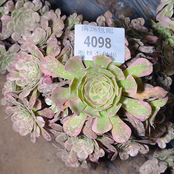 4098霁月多肉植物
