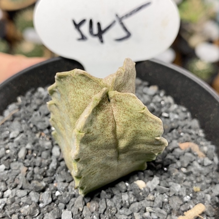545号实生卡萨白沙龙块根植物3.6cm