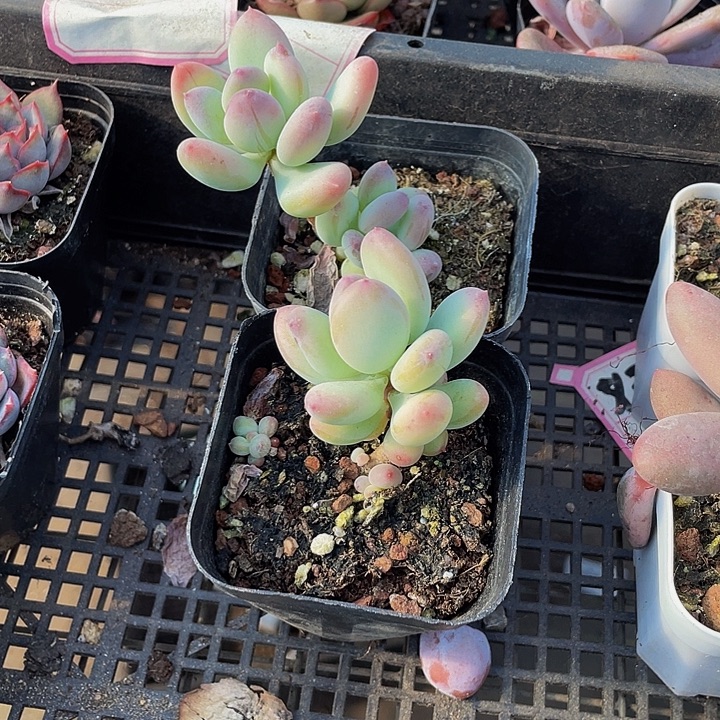 苹果奶带盆土发货
