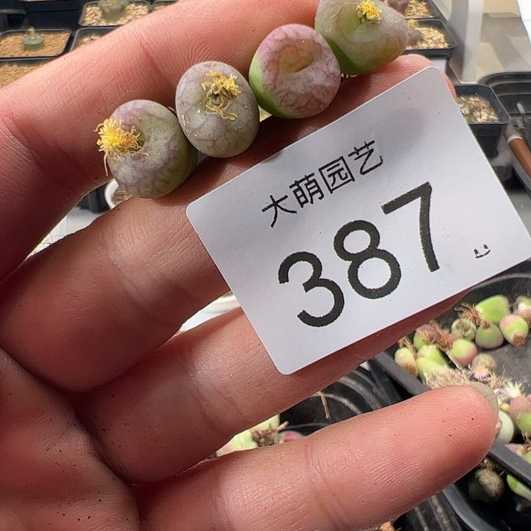 一物一拍。     387