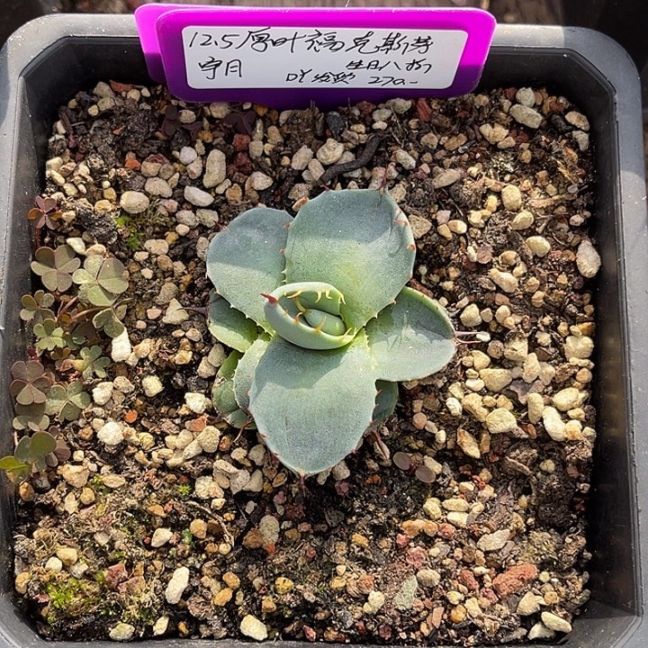 勋哥多肉厚叶福克斯芽