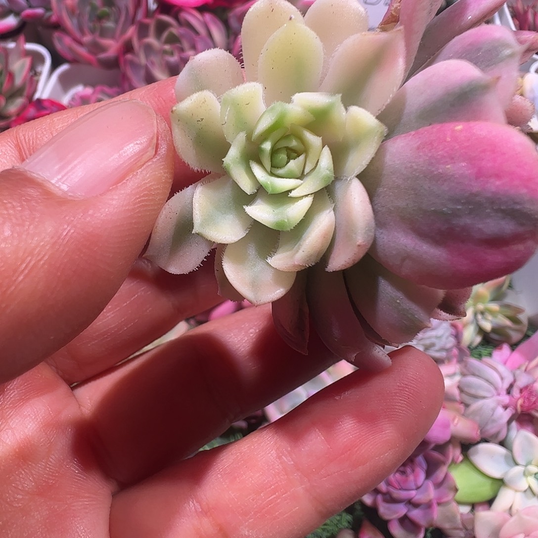 谁***谁多肉植物多肉植物